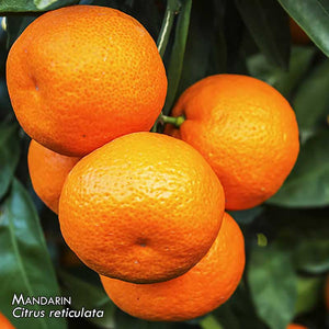 100% Pure Mandarin Essential Oil - Citrus reticulata | 10ml