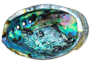 Abalone Shell - Apx. 6"