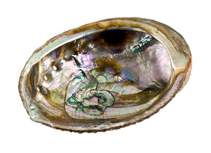 Abalone Shell - Apx. 4"