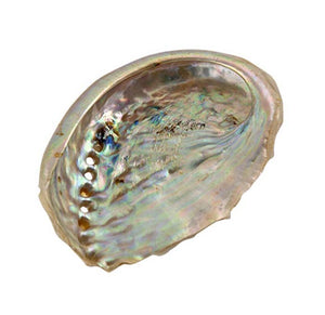 Abalone Shell - Apx. 3"