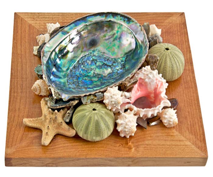 6" Abalone Shell on Wood Crate - 9.5"x9.5"x3"