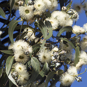 Therapeutic Grade Eucalyptus Essential Oil - 100% Pure Australian. Essential Eucalyptus globulus Oil is great for Focus and Concentration