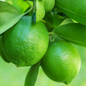 Lime Essential Oil - Citrus aurantifolia - 100% Pure Australian
