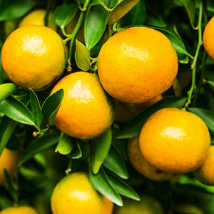 Orange Sweet Oil - Citrus sinensis - 100% Pure Australian - Pure Essential Oil