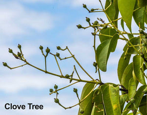 100% Pure Clove Bud Essential Oil - Syzygium aromaticum L. | 10ml