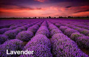 100% Pure Lavender Essential Oil - Lavandula angustifolia | 10ml
