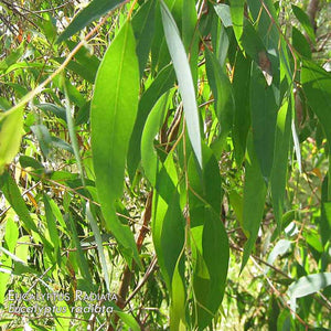100% Pure Eucaluptus Radiata Essential Oil - Eucalyptus radiata | 10ml