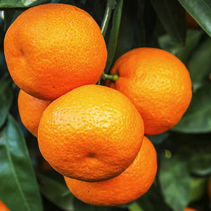 Mandarin Essential Oil - Citrus reticulata - 100% Pure Australian